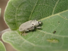 Trichobaris compacta