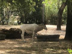 Addax nasomaculatus