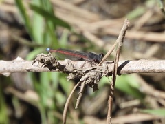Oxyagrion rubidum