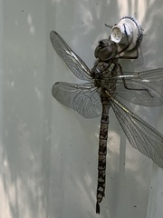 Aeshna canadensis