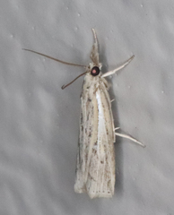 Fissicrambus quadrinotellus