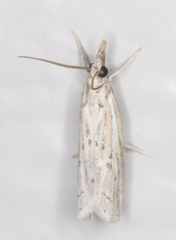 Fissicrambus quadrinotellus