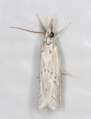 Fissicrambus quadrinotellus