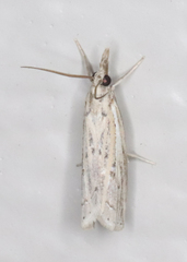 Fissicrambus quadrinotellus