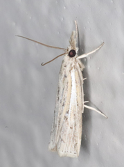 Fissicrambus quadrinotellus