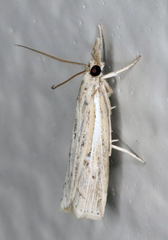 Fissicrambus quadrinotellus