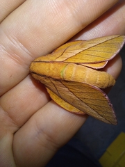 Oiticella convergens