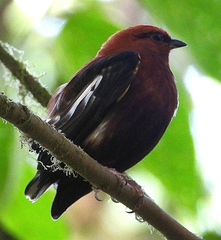 Machaeropterus deliciosus