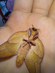 Oiticella convergens