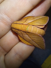 Oiticella convergens