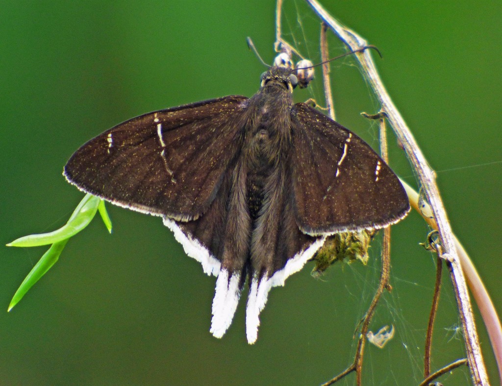 White-tailed Longtail