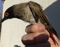 Pycnonotus nigricans