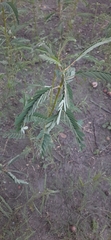 Sesbania grandiflora