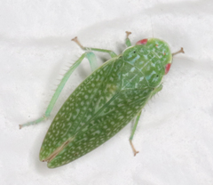 Rugosana querci