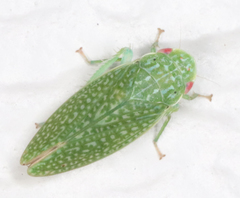 Rugosana querci