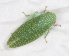 Rugosana querci