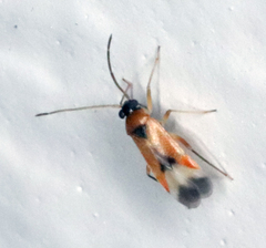 Ceratocapsus apicalis