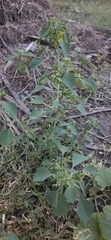 Acalypha indica