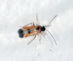 Ceratocapsus apicalis