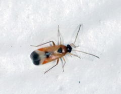 Ceratocapsus apicalis
