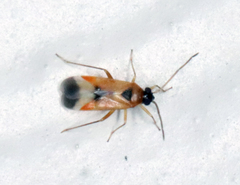 Ceratocapsus apicalis