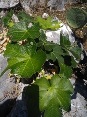 Cnidoscolus aconitifolius