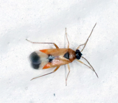 Ceratocapsus apicalis