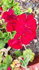 Pelargonium × hybridum