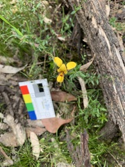 Diuris brevifolia