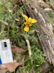 Diuris brevifolia