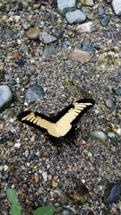 Heraclides androgeus