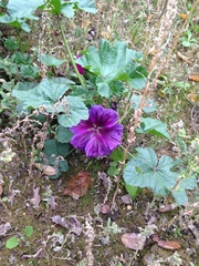 Malva sylvestris