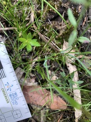 Diuris brevifolia