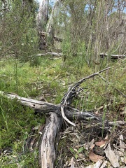 Diuris brevifolia