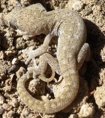 Pachydactylus punctatus