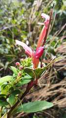 Cavendishia bracteata