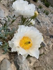 Argemone hunnemannii