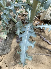 Argemone hunnemannii