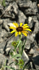 Rudbeckia missouriensis
