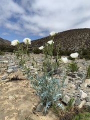 Argemone hunnemannii