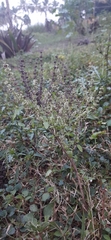 Ocimum tenuiflorum