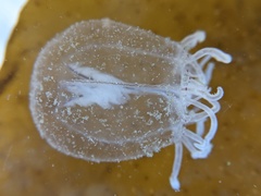 Polyorchis haplus