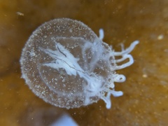 Polyorchis haplus