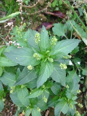 Mercurialis annua