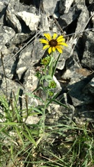 Rudbeckia missouriensis