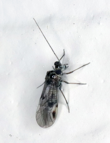 Amphigerontia nuotrauka