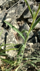 Rudbeckia missouriensis
