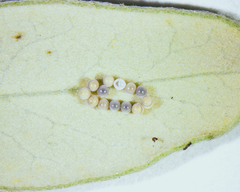 Trissolcus oenone