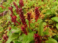 Salix stolonifera