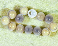 Trissolcus oenone